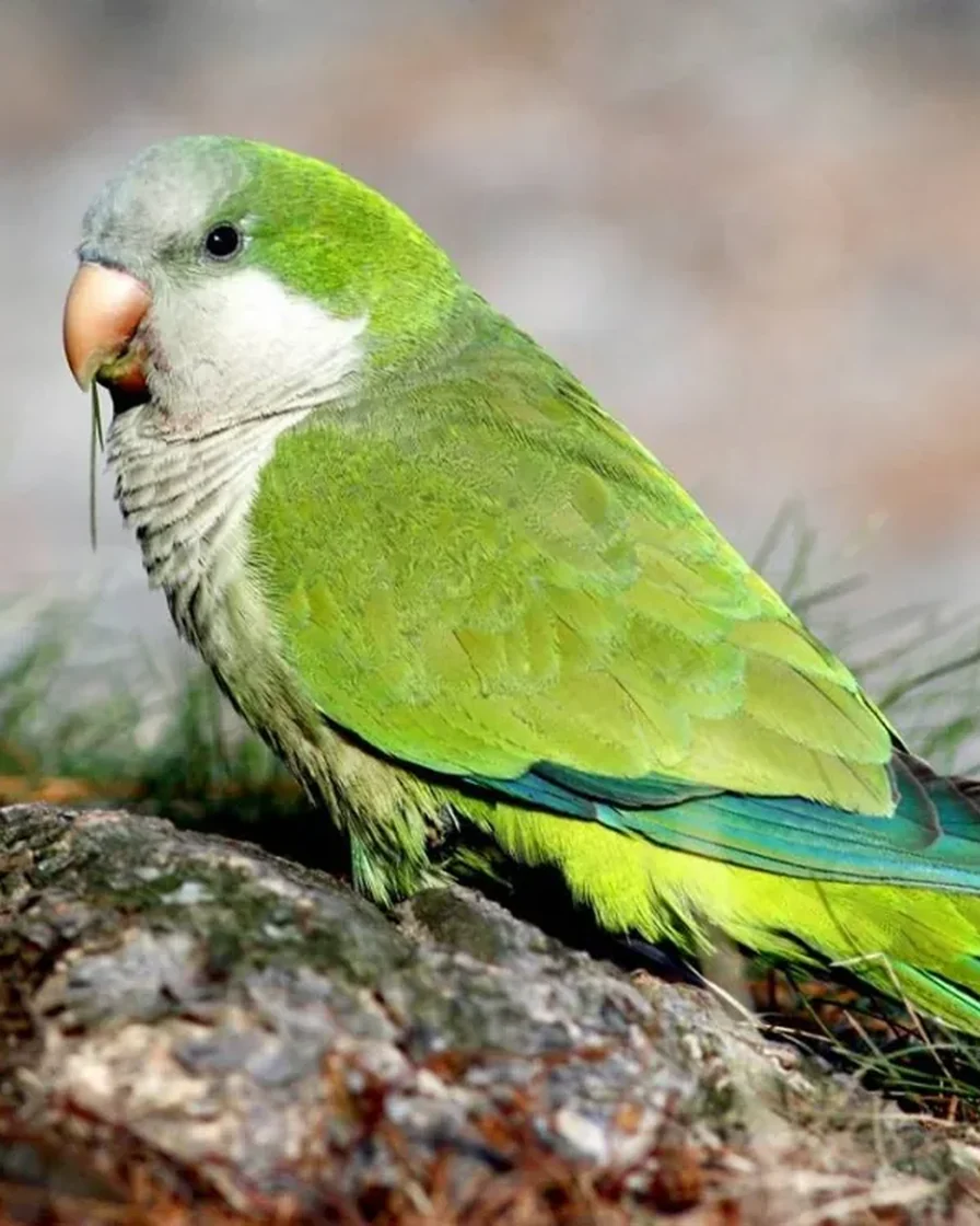 Попугай-монах, он же калита (Myiopsitta monachus)