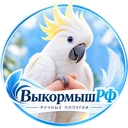 ВЫКОРМЫШ.РФ — ручные попугаи